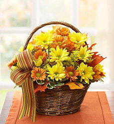 Fall Daisy Basket Flower Power, Florist Davenport FL